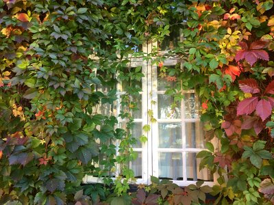 Virginia creeper autumn green
