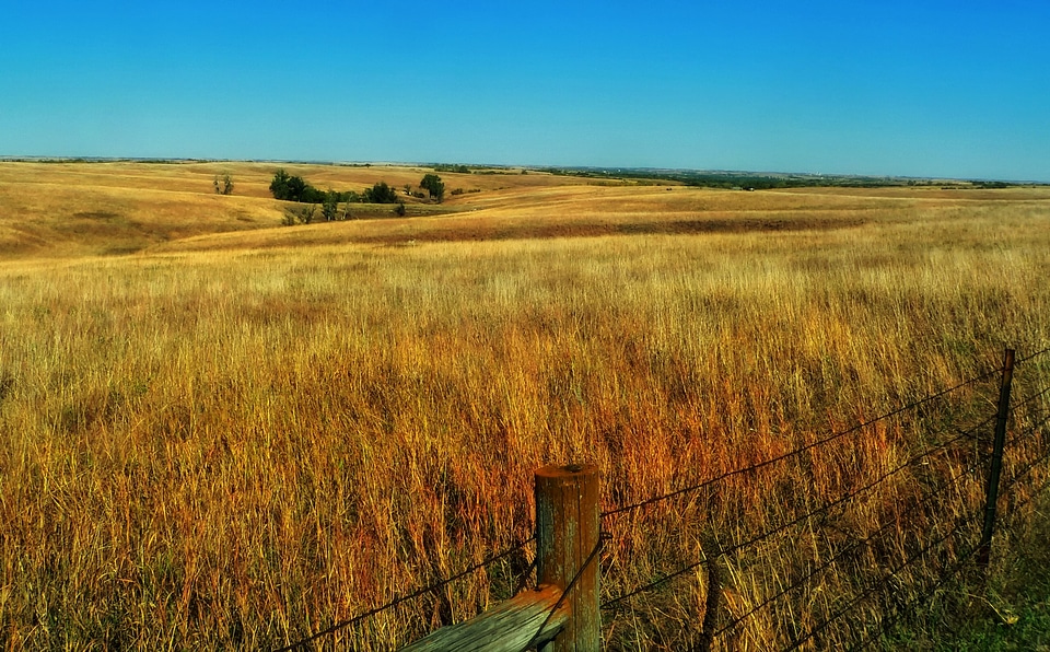 Landscape scenic plants
