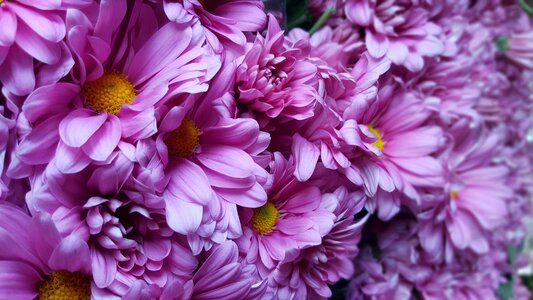Plant nature flowers bouque