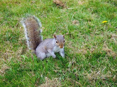 Forest creature wildlife