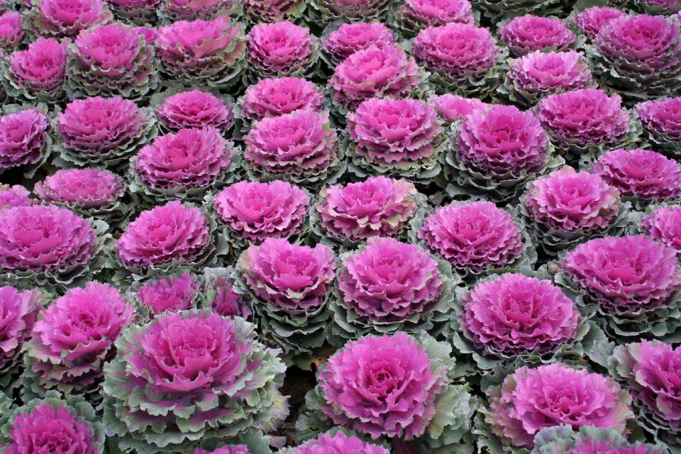 Cabbage horticulture vegetable