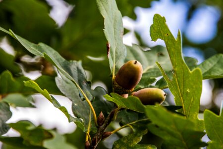 Oak leaves autumn nature photo