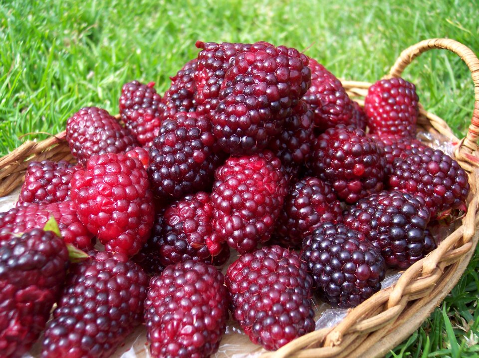 Fruit summer basket