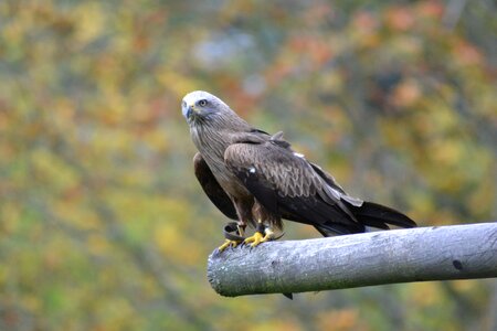 Nature raptor bird of prey photo