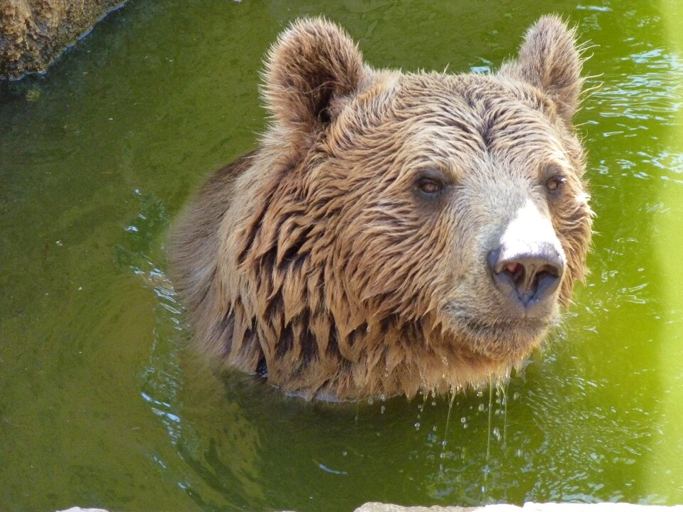 Wildlife europe spanish