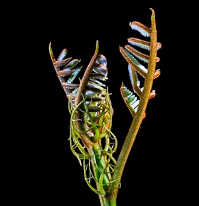 Boy shoots spring hairy