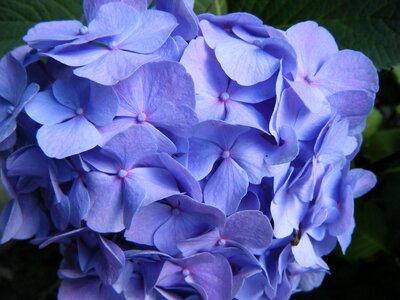 Flower garden blue photo