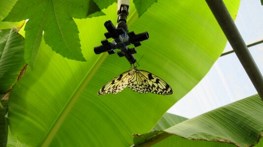 Velleron butterfly south of france nature