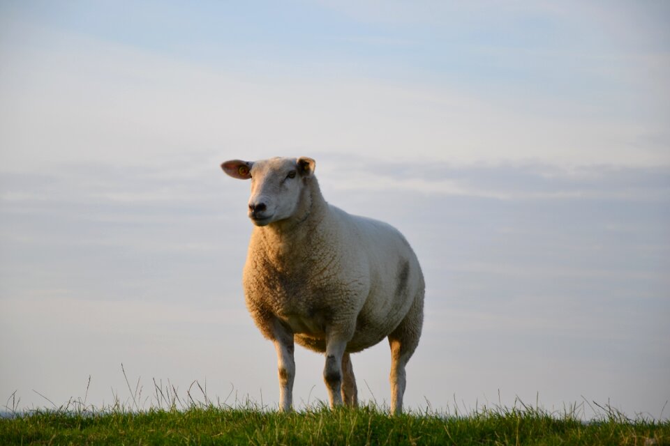 North sea coast animal nature