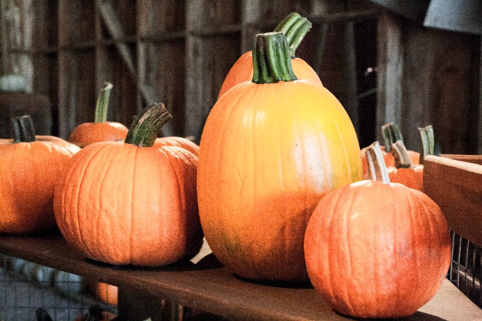 Fall orange october