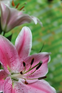 Floral plant natural