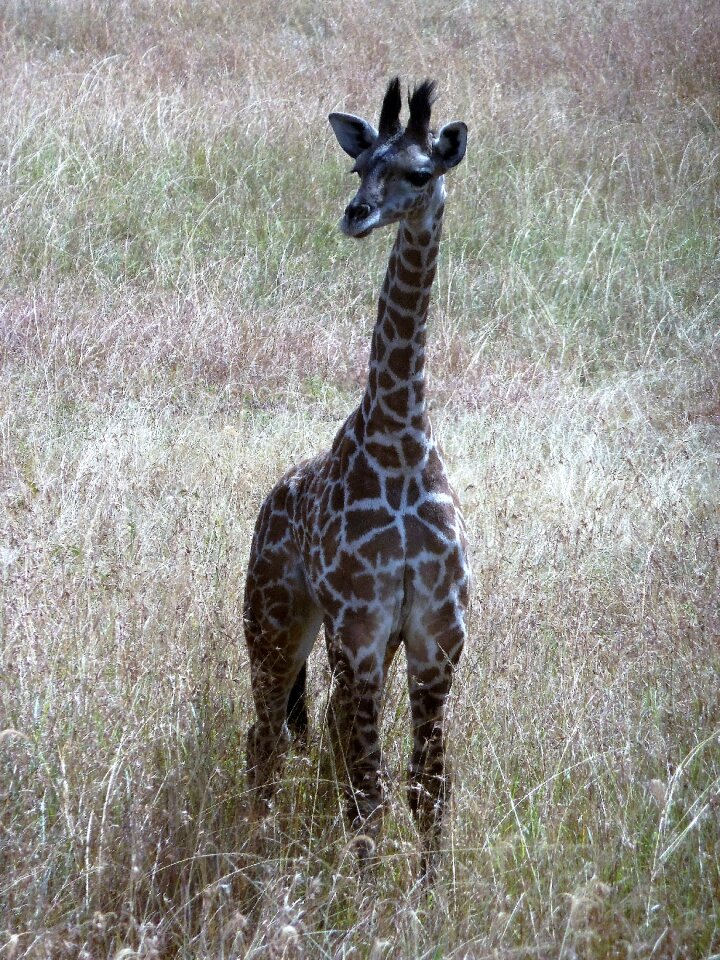 Serengeti safari grassy plain