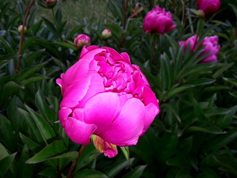 Spring nature plant
