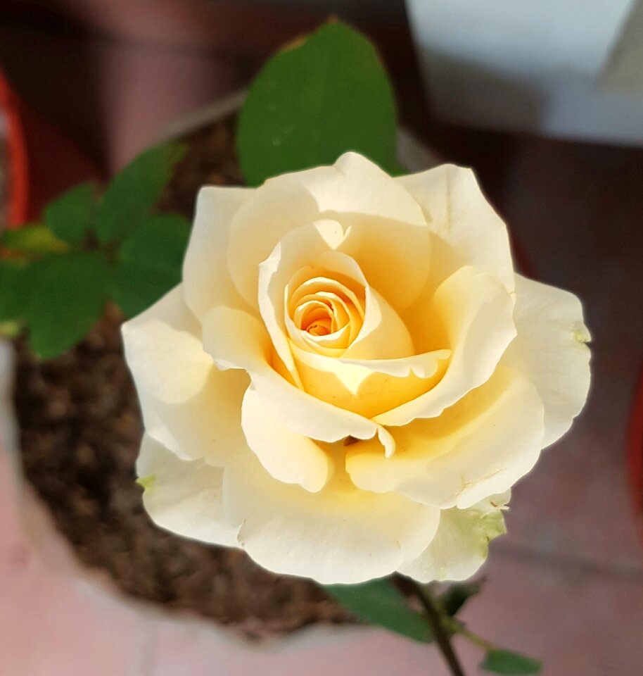 Romance petals nature