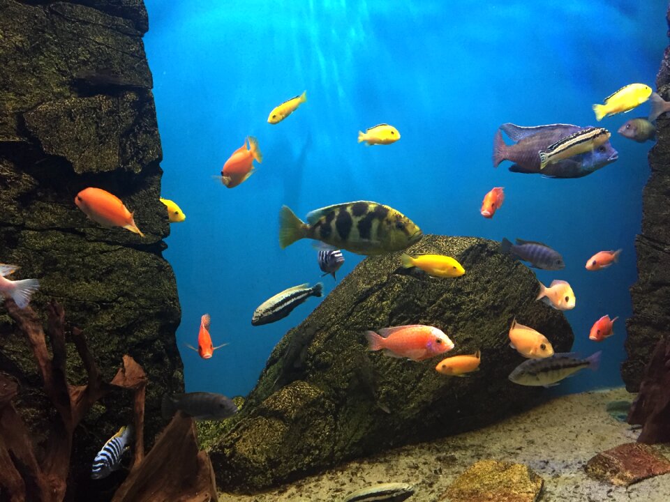 Fish aquarium colors
