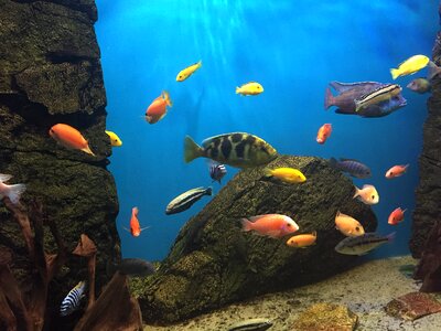 Fish aquarium colors photo