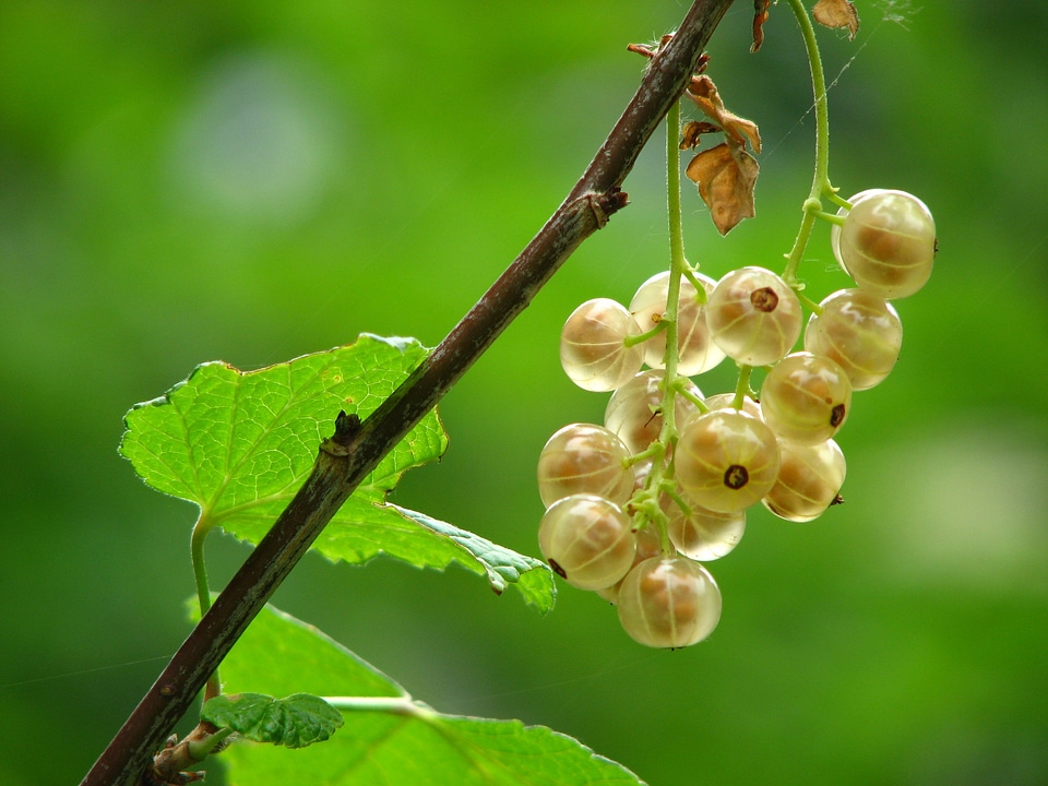Bush berry gooseberry greenhouse