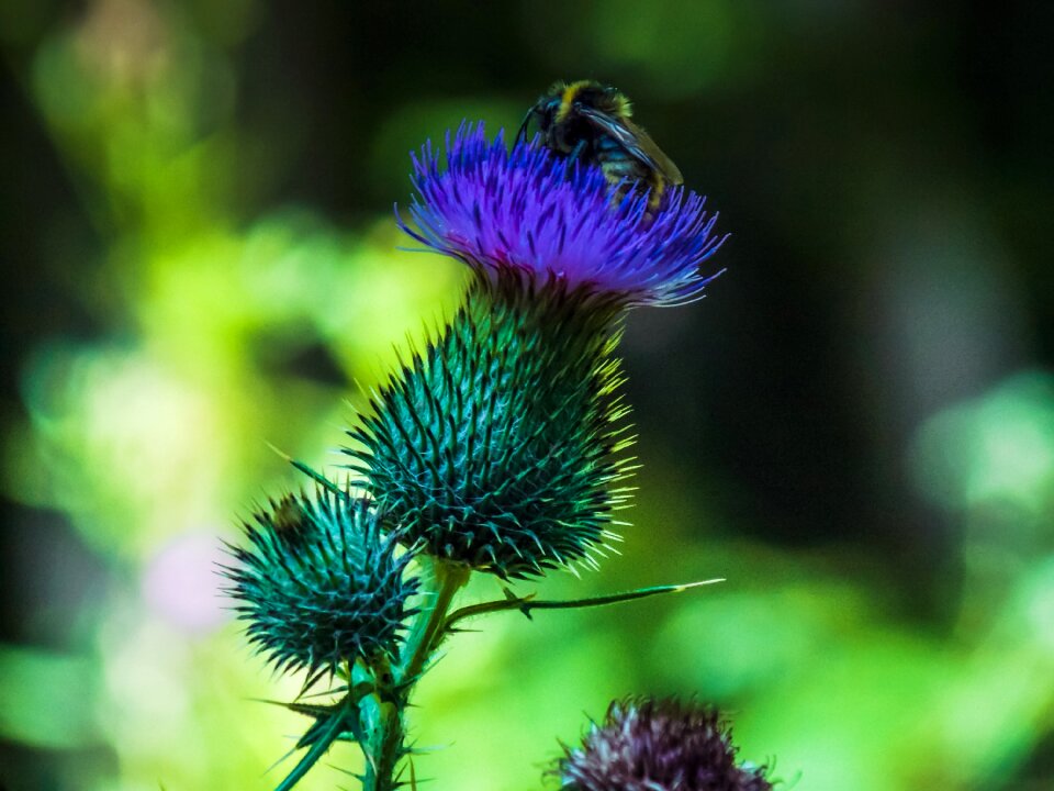 Nature purple pollination