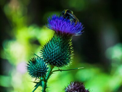 Nature purple pollination photo