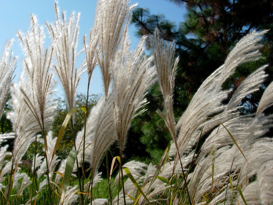 Blade of grass summer meadow grass