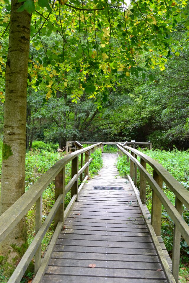 Moor forest autumn