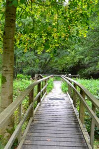 Moor forest autumn photo