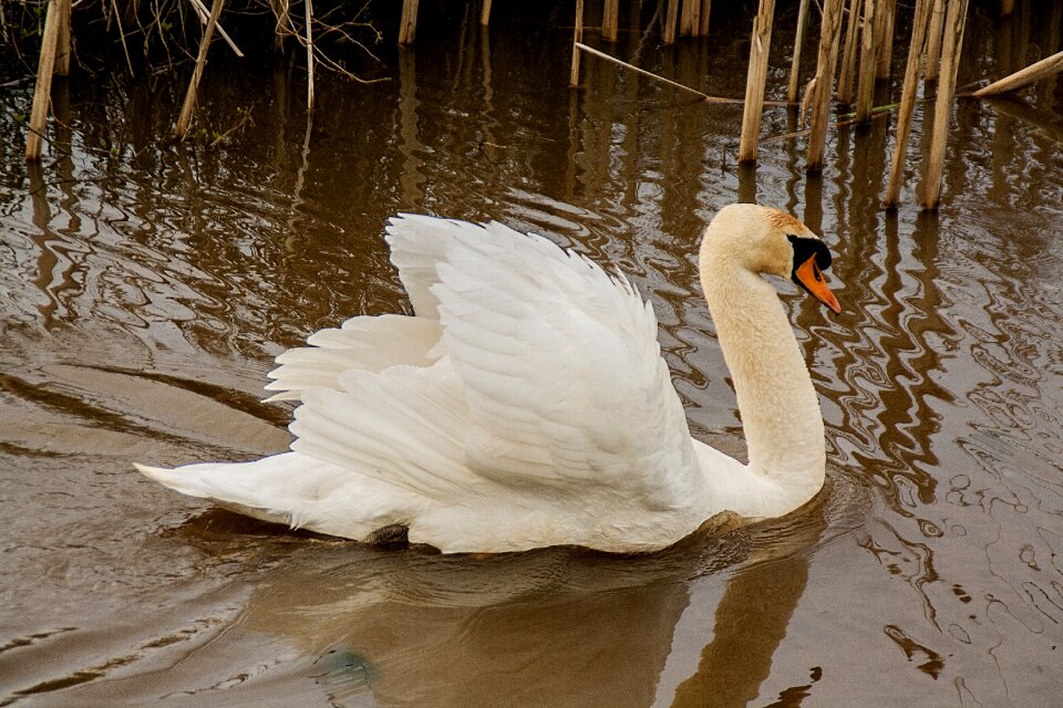 Whooper swan nature swimming