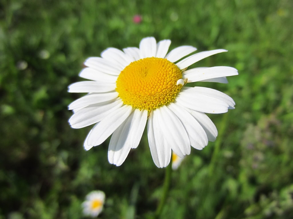 White flower blossom bloom