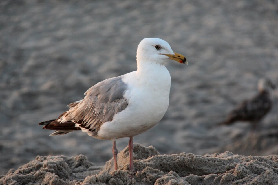 Bird beach