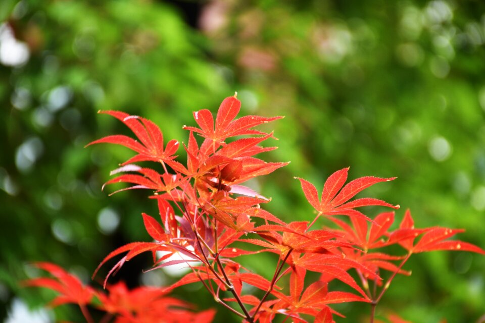 Maple plant Free photos