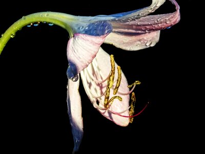Drop of water pistil close up