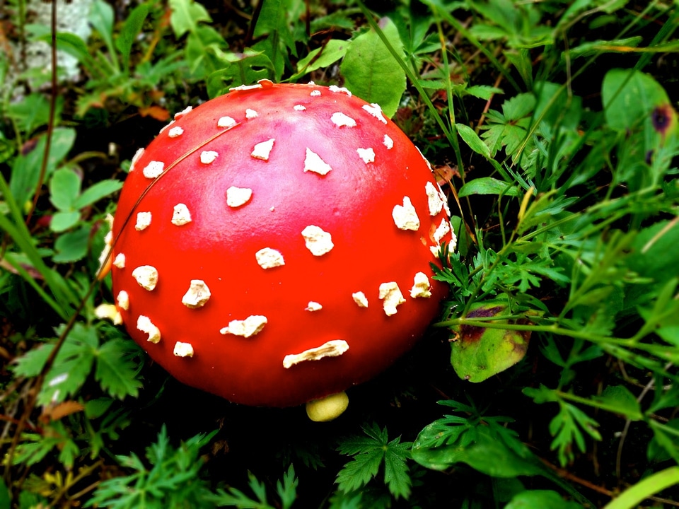 Fungi fungus plant