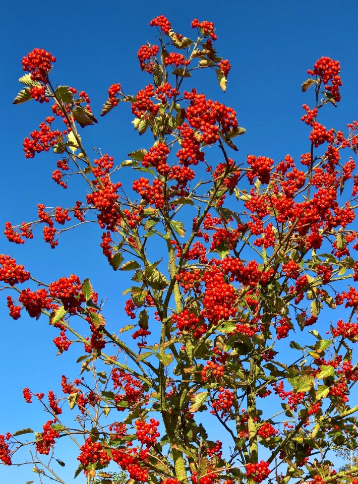 Mountain ash tree or bush orange red fruits