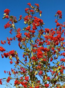 Mountain ash tree or bush orange red fruits