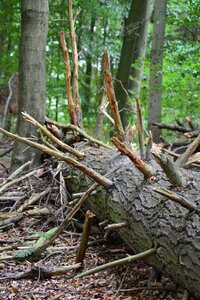 Log tribe forestry