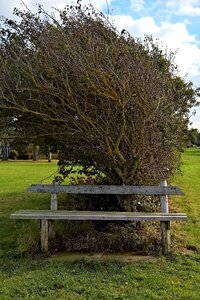 Bush hedge kink by the storm and wind wrong grown