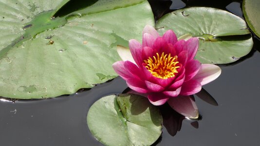 Water lily pond Free photos