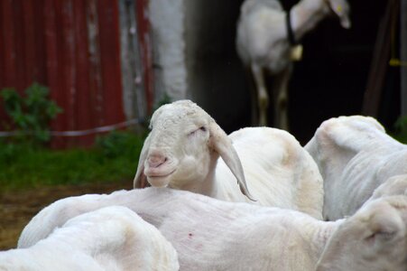 Shearing shearing sheep livestock