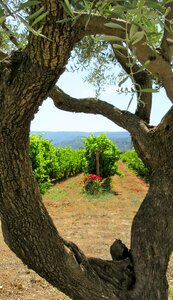 Olive tree south of france luberon photo