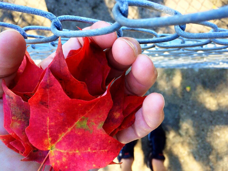 Autumn collecting