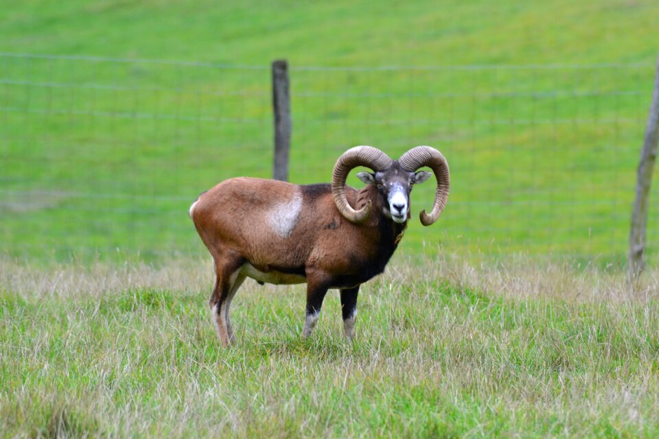 Deer park animal horn