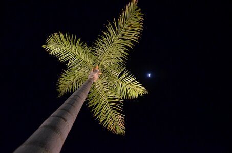 Palm tree nocturne moon