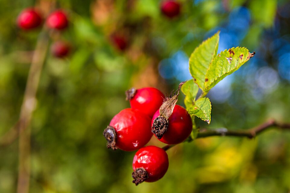 Fruit nature plant