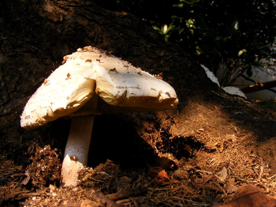 Mushroom nature