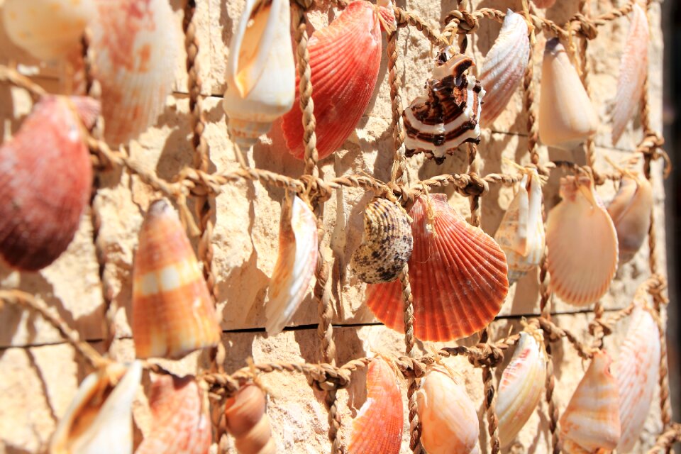 Decorative sea flotsam