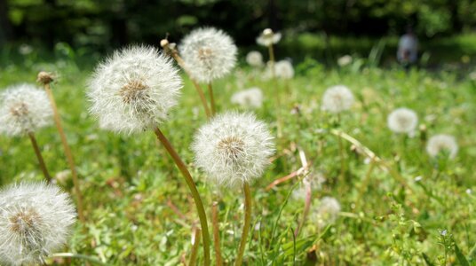 Dandelion natural grass