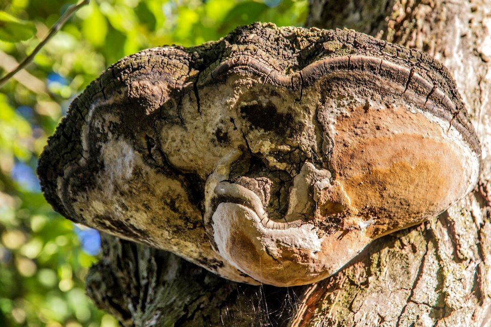 Mushroom mushrooms on tree baumschwamm