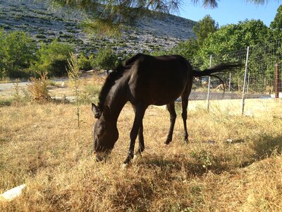 Rural equine black photo