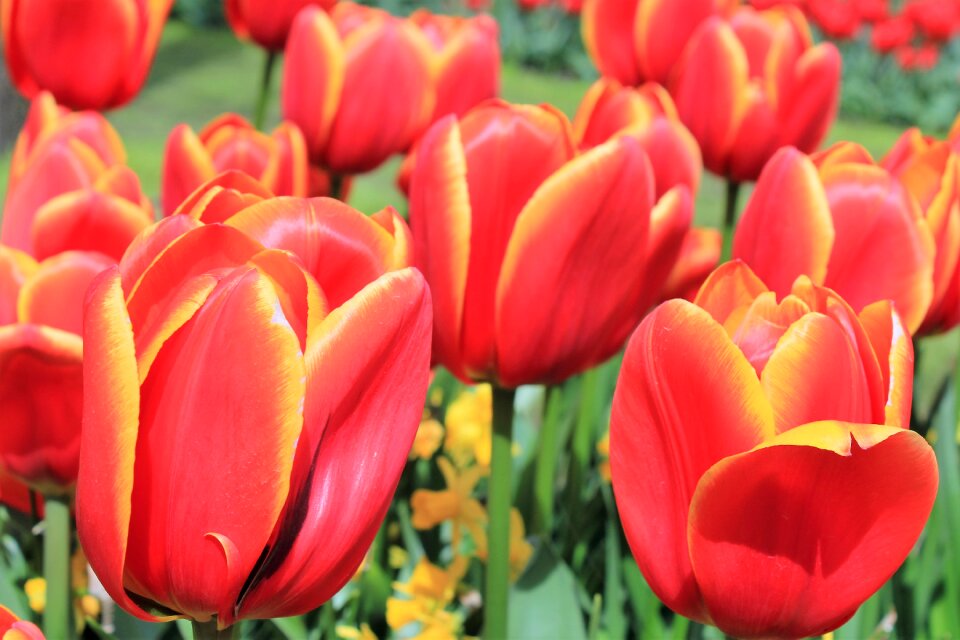 Tulips flowers handsomely