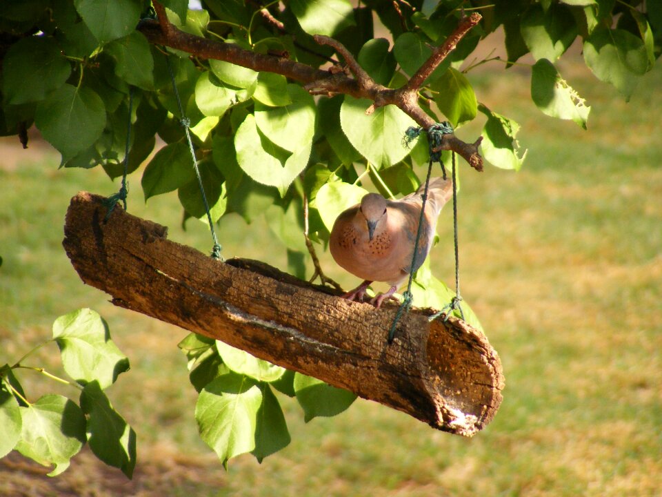Pidgin cratch feeder